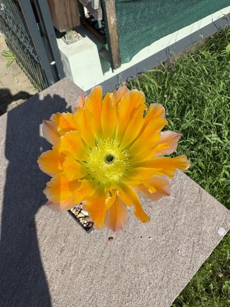 Echinocereus ctenoides